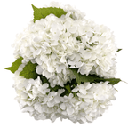 CALM ELEGANCE - WENDY KLEINERWENDY KLEINER