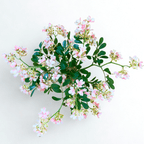 PRETTY IN BLOOM - WENDY KLEINERWENDY KLEINER